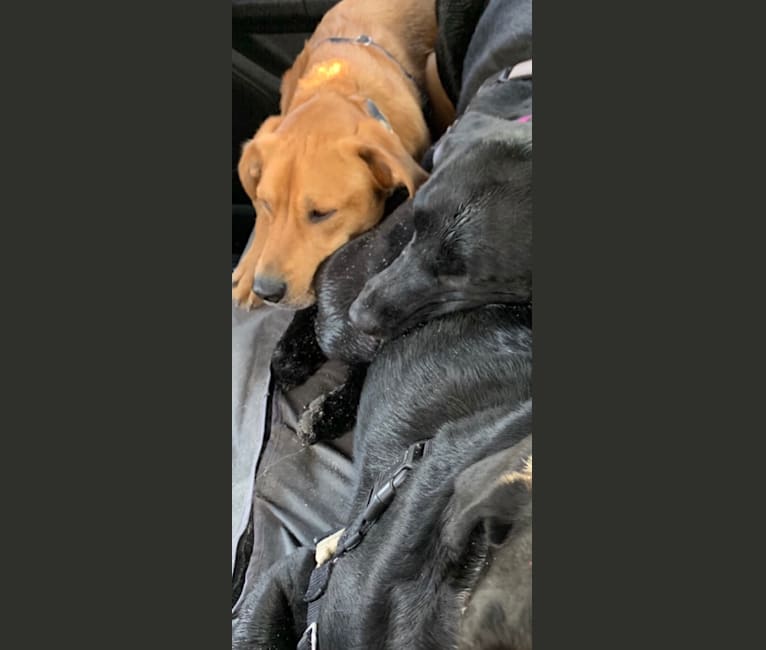 Photo of Jax, an Alaskan Malamute, American Pit Bull Terrier, Beagle, and Treeing Walker Coonhound mix in North Carolina, USA