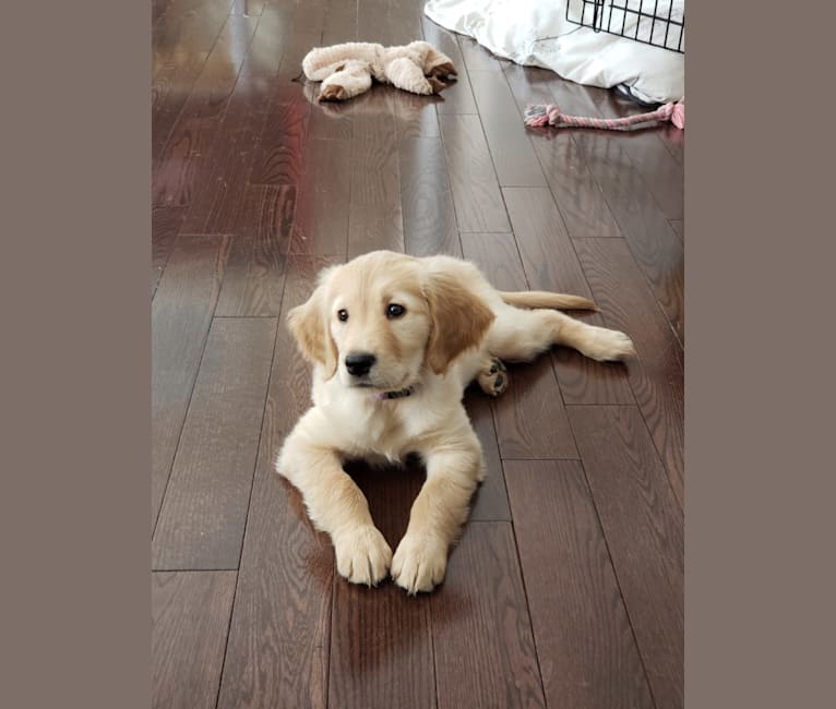 Fauna, a Golden Retriever (7.8% unresolved) tested with EmbarkVet.com