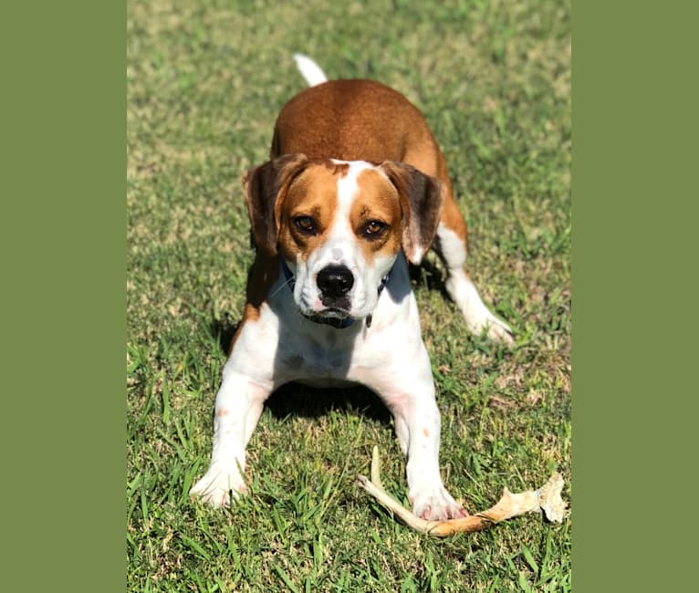 Jake, an American Bully and Beagle mix tested with EmbarkVet.com