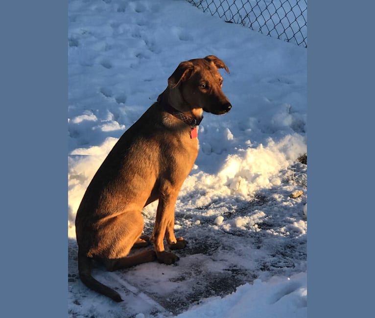 Bourbon, a Miniature/MAS-type Australian Shepherd and Mountain Cur mix tested with EmbarkVet.com