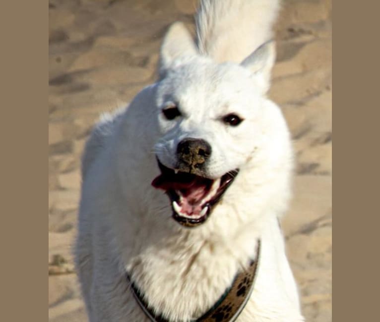 Mallow, a Canaan Dog tested with EmbarkVet.com