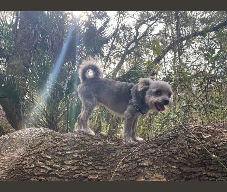 Photo of Jack, a Chihuahua and Maltese mix in Thonotosassa, Florida, USA