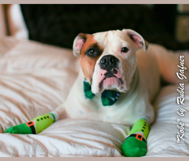 Kobe, a Bulldog and American Pit Bull Terrier mix tested with EmbarkVet.com