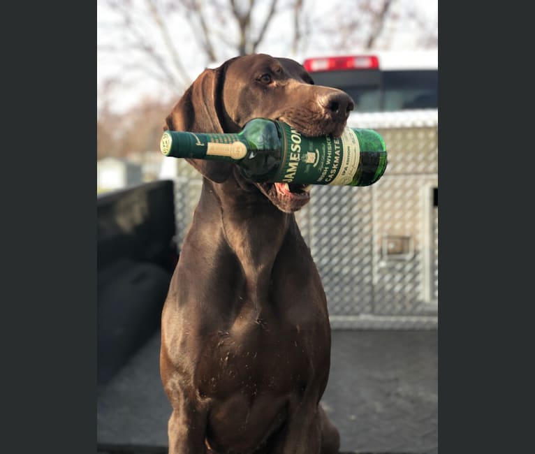 Too Much Jager, a German Shorthaired Pointer tested with EmbarkVet.com