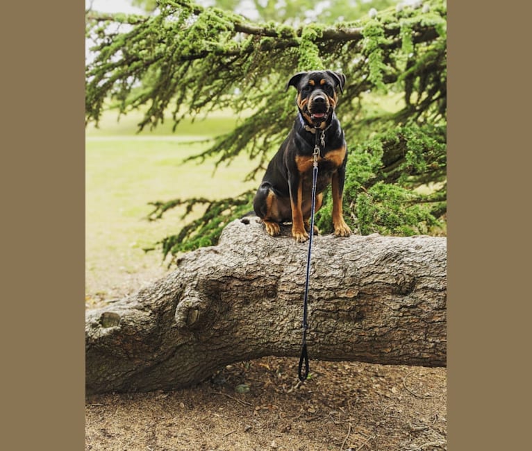 Regan, a Rottweiler and Bullmastiff mix tested with EmbarkVet.com