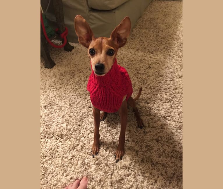 Photo of Muggie, a Miniature Pinscher and Chihuahua mix in Pittsburgh, Pennsylvania, USA