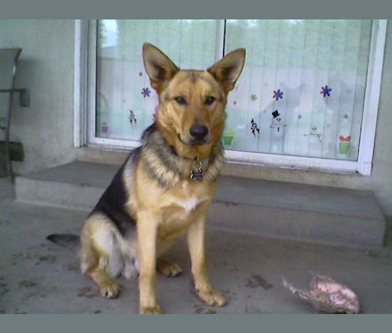 Photo of Lukas, a German Shepherd Dog, Australian Cattle Dog, and American Pit Bull Terrier mix in USA