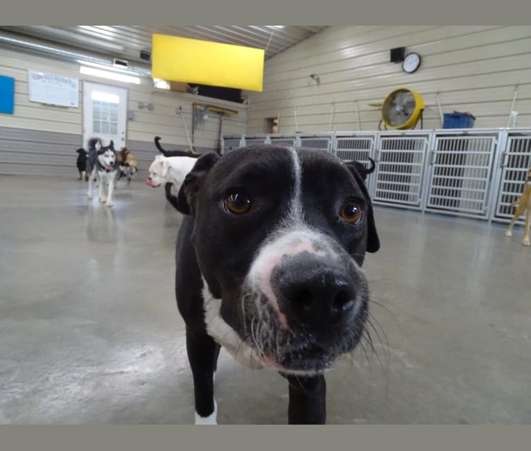 Roger, an American Bully and Rat Terrier mix tested with EmbarkVet.com