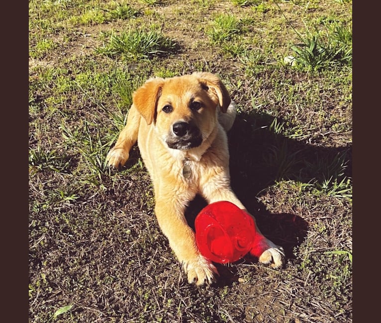 Maverick, a Great Pyrenees and German Shepherd Dog mix tested with EmbarkVet.com