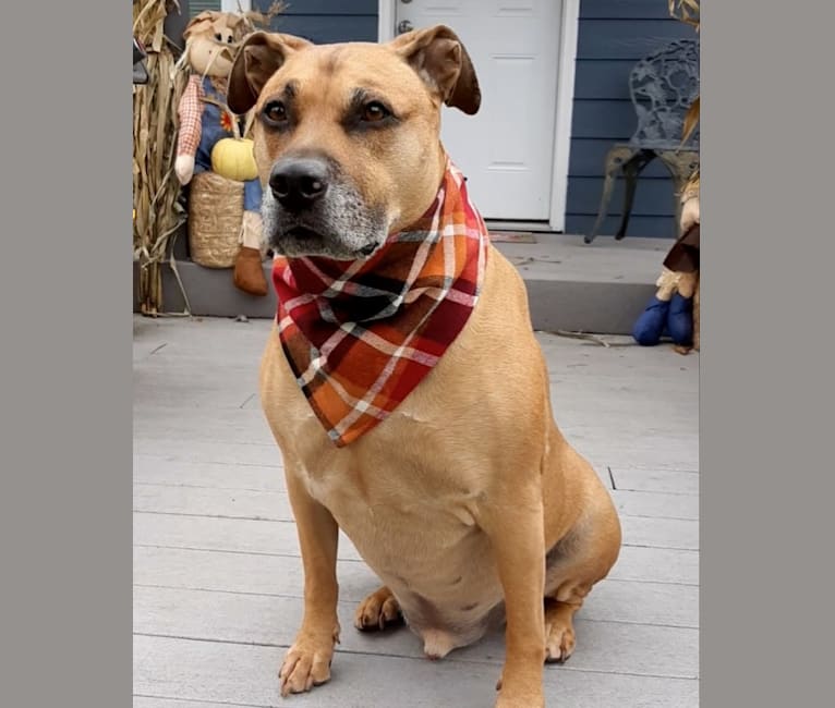 Embark Dog Dna Test Breed Shop our huge selection of discount dog supplies, dog accessories, dog products and more! embark dog dna test breed