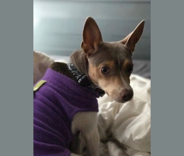 Ursa Minor, a Rat Terrier tested with EmbarkVet.com