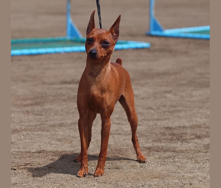 embark dog dna test breed