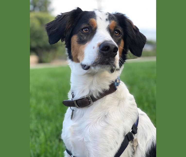 Benson, a Brittany and Australian Cattle Dog mix tested with EmbarkVet.com