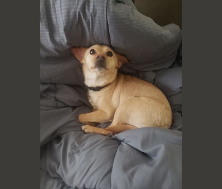 Photo of Paco, a Chihuahua, Rat Terrier, Pomeranian, and Mixed mix in Massachusetts, USA