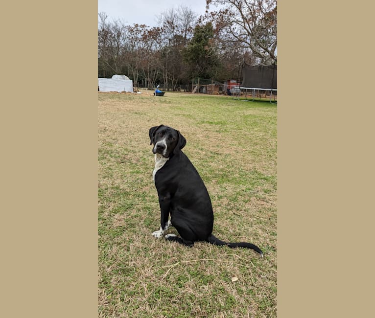 Diesel, an American Pit Bull Terrier and Brittany mix tested with EmbarkVet.com