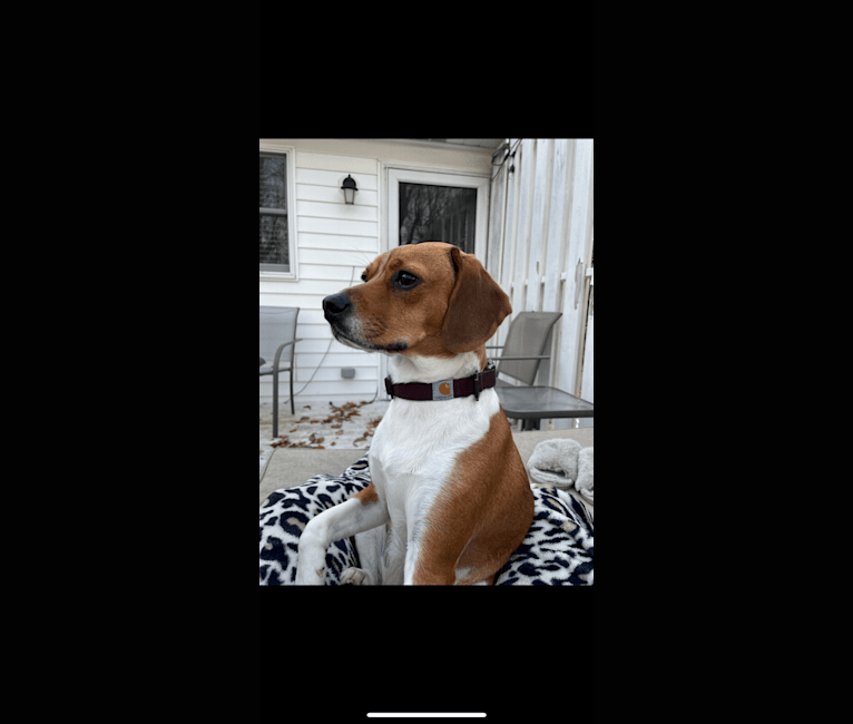 Scarlett Jean, a Beagle and Pug mix tested with EmbarkVet.com
