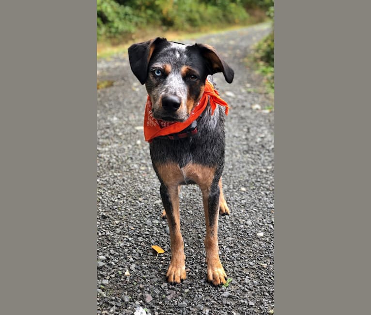 Levi, an Australian Cattle Dog and Bluetick Coonhound mix tested with EmbarkVet.com