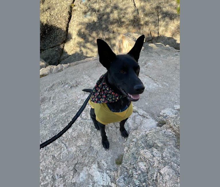 Smokey, an Australian Kelpie tested with EmbarkVet.com