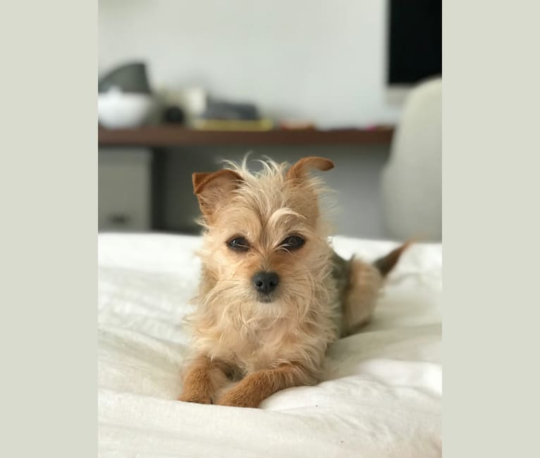 Embark Dog DNA Test Breed