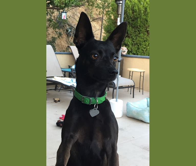 Formosan mountain dog deals german shepherd mix