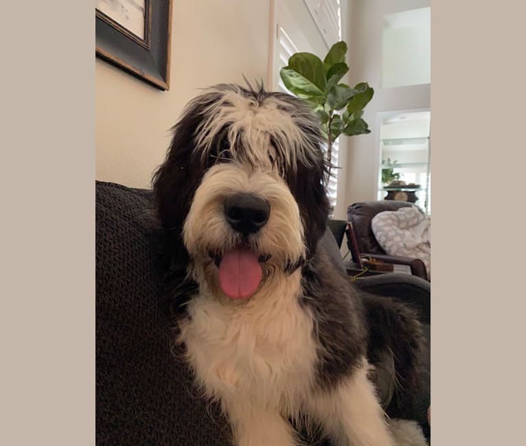 Theodore Woodson Nicholas, a Saint Bernard and Old English Sheepdog mix tested with EmbarkVet.com