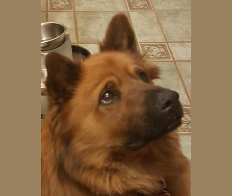 Charlie Bear, a Chow Chow and Chinese Shar-Pei mix tested with EmbarkVet.com