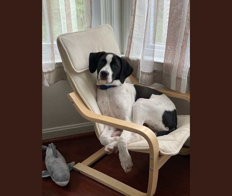 Rocco, a Treeing Walker Coonhound and American Pit Bull Terrier mix tested with EmbarkVet.com