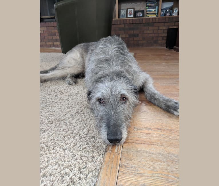 Shadow, an Irish Wolfhound tested with EmbarkVet.com