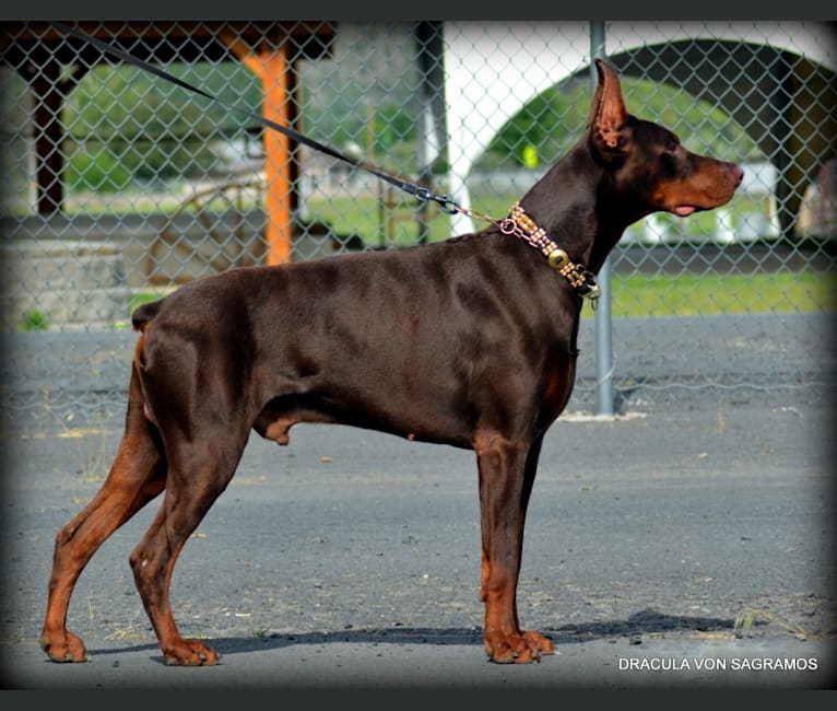 Draco, a Doberman Pinscher tested with EmbarkVet.com