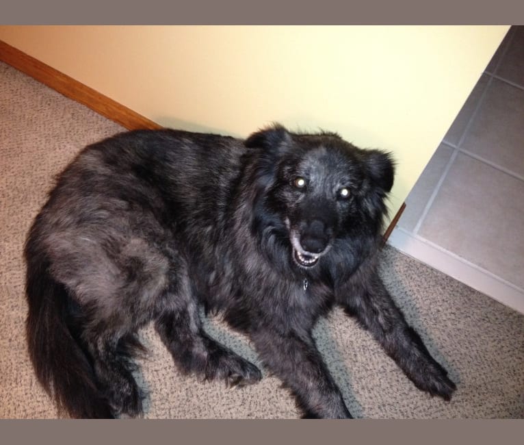 Embark Dog DNA Test Breed