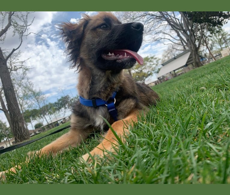Photo of Tobey, a Chow Chow, American Pit Bull Terrier, Cocker Spaniel, German Shepherd Dog, and Mixed mix in Los Angeles, California, USA