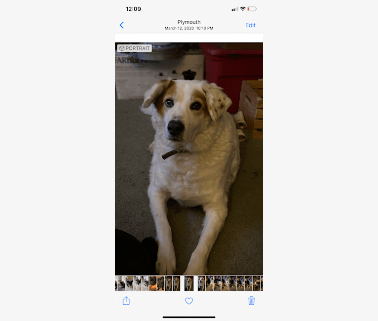 Oscar, a West Asian Village Dog tested with EmbarkVet.com