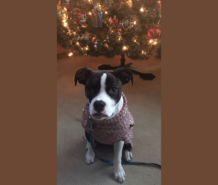 Ada, an American Staffordshire Terrier and Bulldog mix tested with EmbarkVet.com