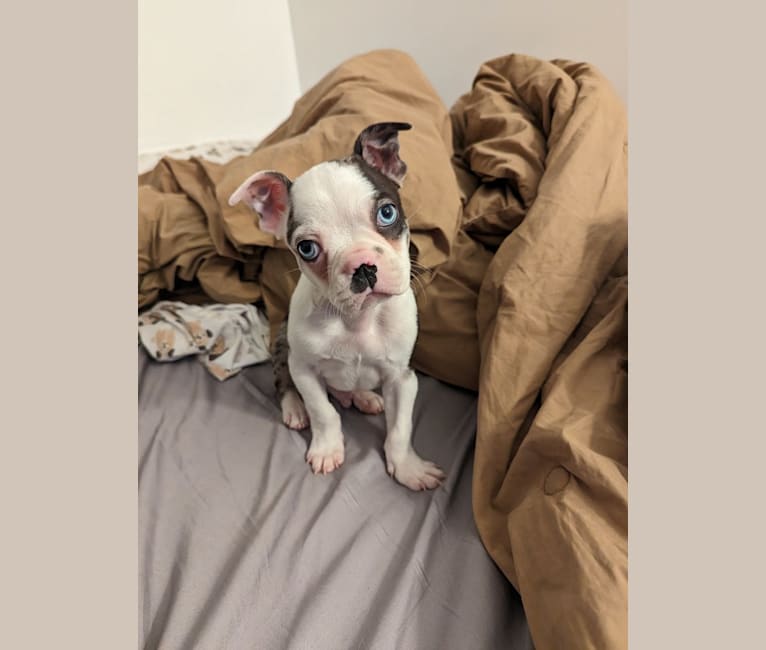 Brutus, a Boston Terrier tested with EmbarkVet.com