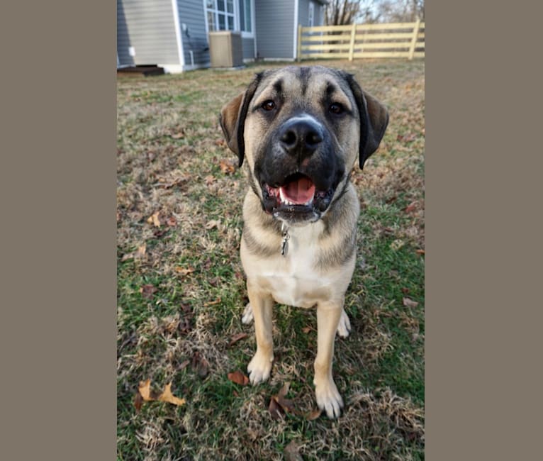 Tanner, a Mastiff and American Pit Bull Terrier mix tested with EmbarkVet.com