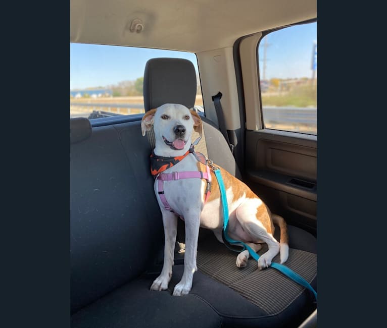 Photo of Penni, an American Foxhound, American Pit Bull Terrier, and American Bulldog mix in Missouri, USA