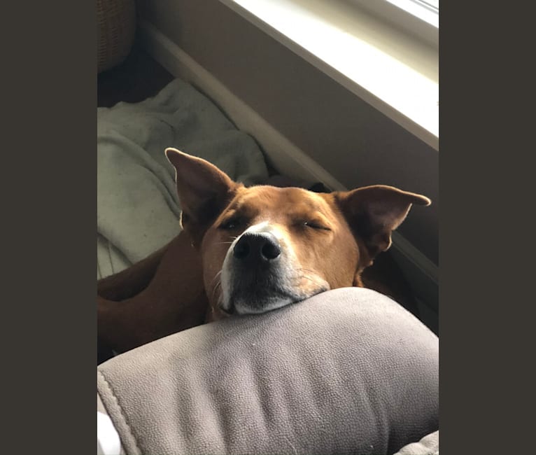 Pete, a Chow Chow and American Pit Bull Terrier mix tested with EmbarkVet.com