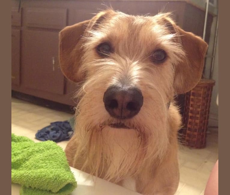 Mini schnauzer golden retriever mix outlet