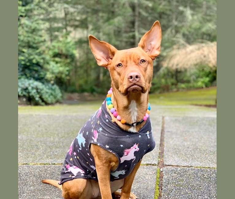Photo of Bella, an American Pit Bull Terrier, Golden Retriever, German Shepherd Dog, Australian Cattle Dog, and Mixed mix in Belfair, Washington, USA