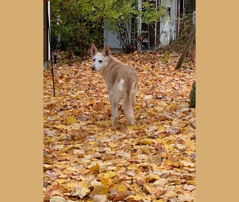 Photo of Raynn, a German Shepherd Dog, Labrador Retriever, Chow Chow, and Siberian Husky mix in Nashville, Tennessee, USA