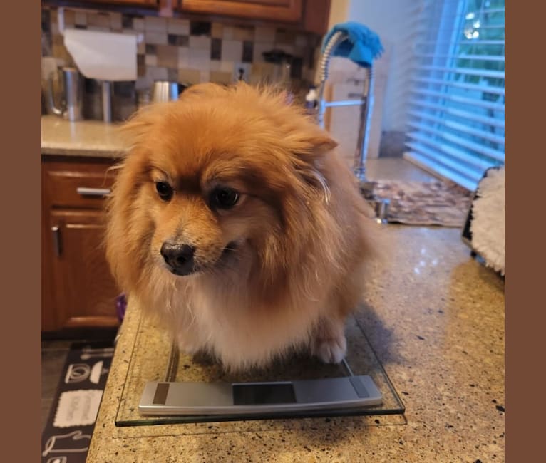 Bear, a Pomeranian tested with EmbarkVet.com
