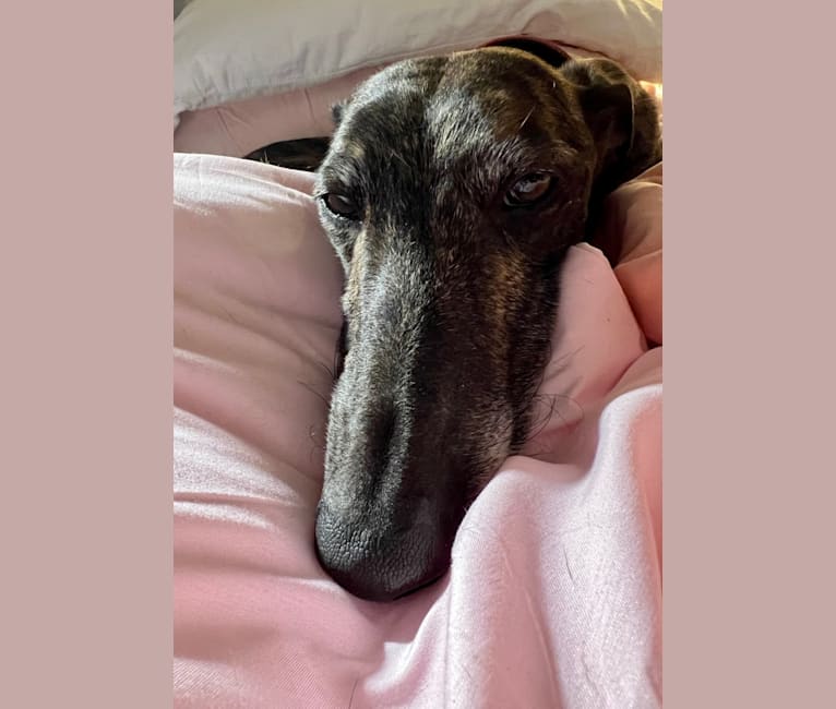 Photo of Minion, a Spanish Galgo  in Spain