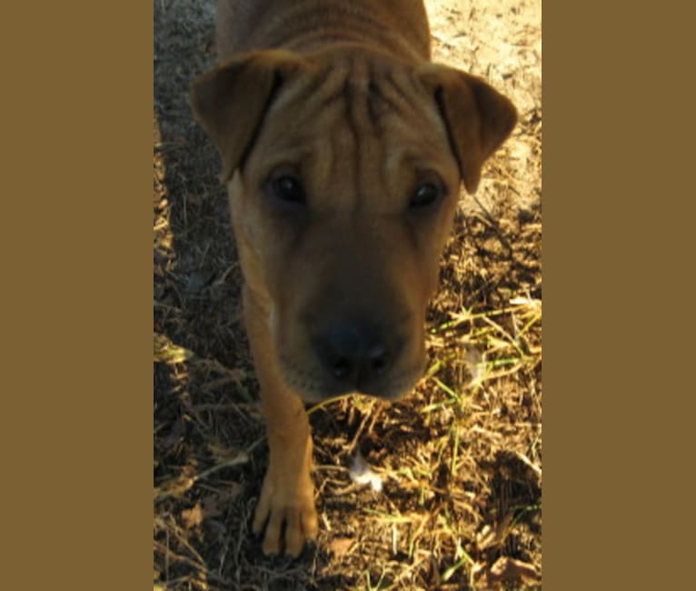 Photo of Jing, a Chinese Shar-Pei, Labrador Retriever, and Collie mix in Volant, Pennsylvania, USA