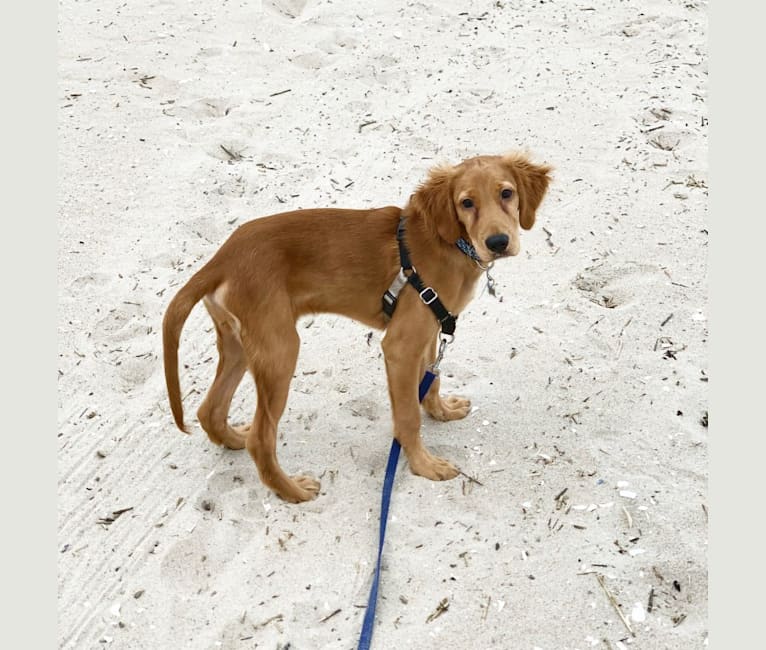 Setter discount retriever mix