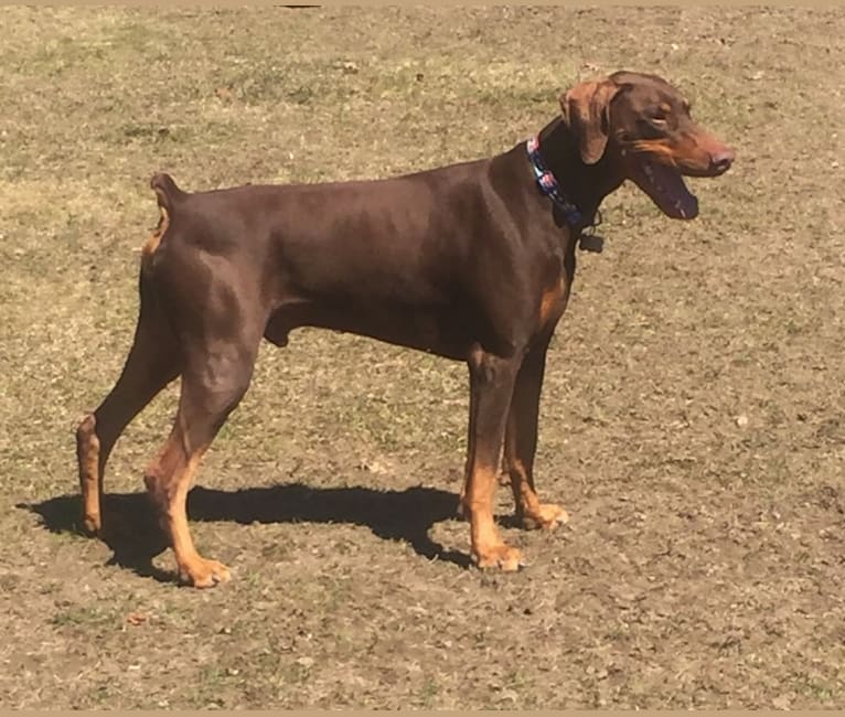 Jesaran dobermans cheap