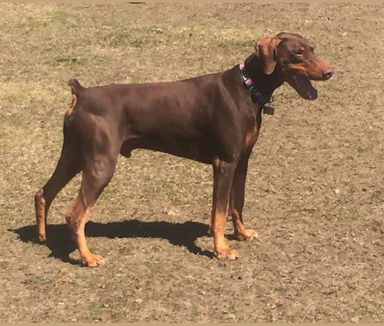 Flynn, a Doberman Pinscher tested with EmbarkVet.com