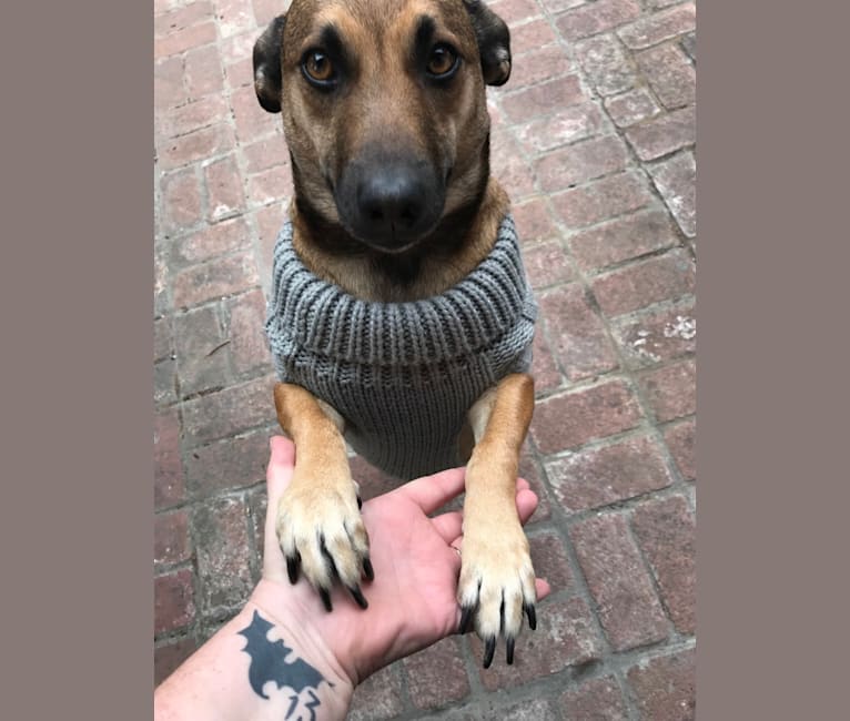 Belgian malinois top chihuahua mix