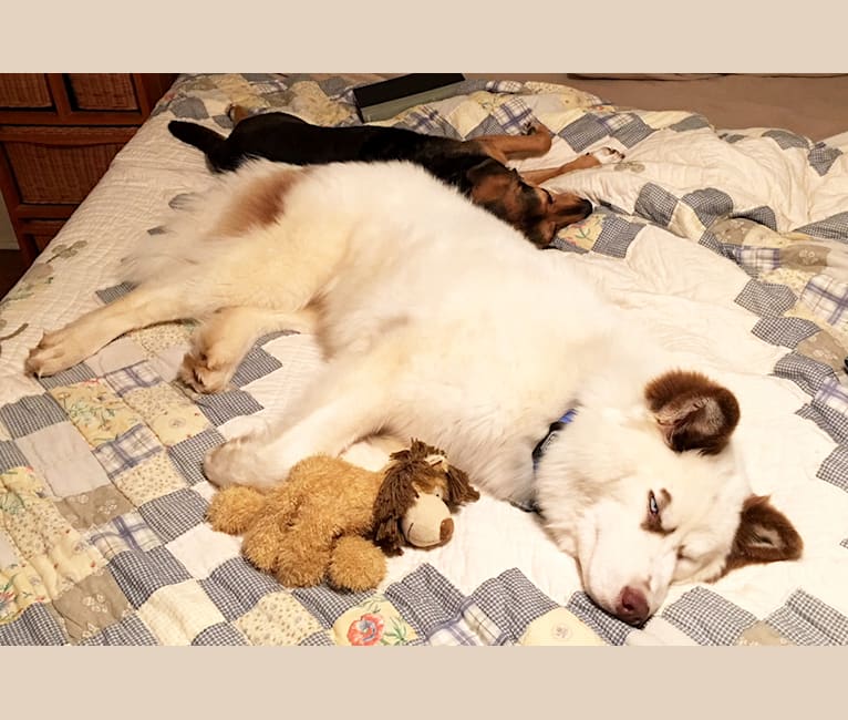 Hudson, a Siberian Husky tested with EmbarkVet.com