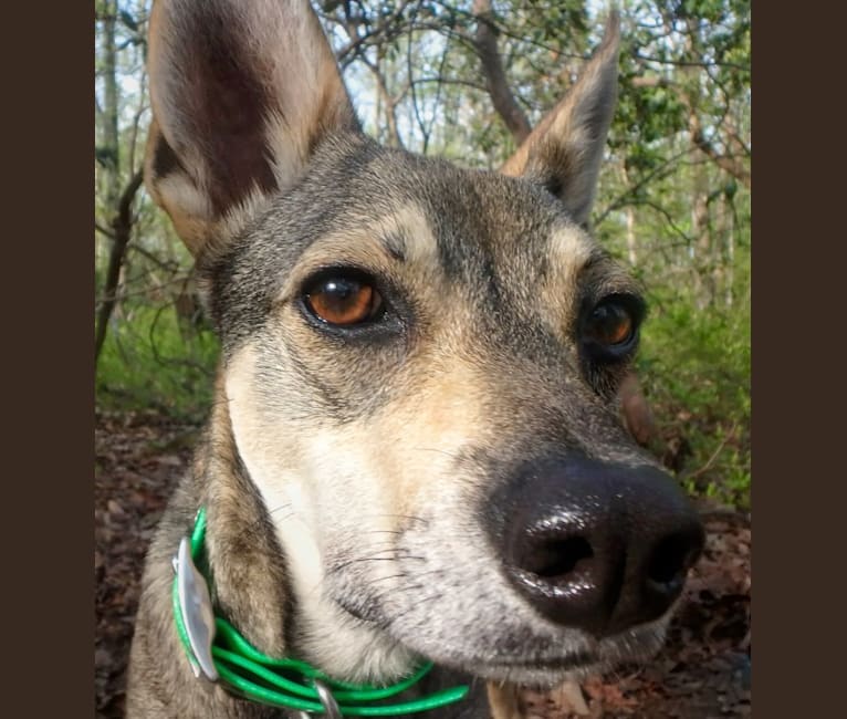 Sojourner, a Chihuahua and German Shepherd Dog mix tested with EmbarkVet.com