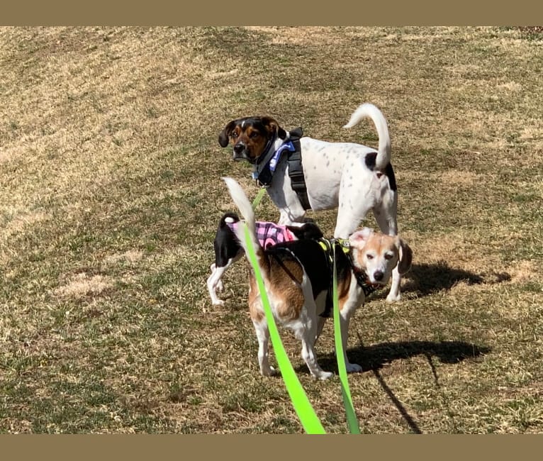 Photo of Zoey, a Beagle, Rat Terrier, and Mountain Cur mix in Frederick, Maryland, USA